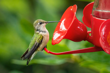 Small ruby-throated hummingbird drinking nectar in my backyard © Luc Pouliot
