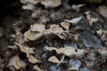 mushrooms on tree bark in the woods