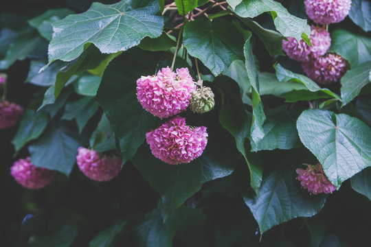 Soft focus of pink dombeya flowers surround with green leaves at a garden