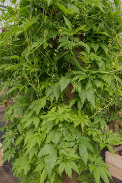 Achocha Vine (Cyclanthera pedata 'Bolivian Giant') Growing in a Polytunnel on a Vegetable Garden in Devon, England, UK