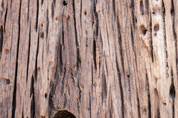 Old rotten wood of tree. Nature wood for texture and background.