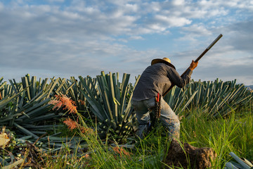 El campesino trabaja en un campo lleno de agave.