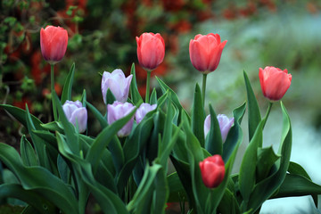 Tulpen