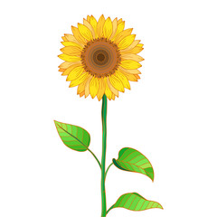 Sunflower with green leaves. Vector illustration of yellow summer flower for design. Isolated on white.