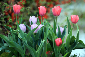 Tulpen