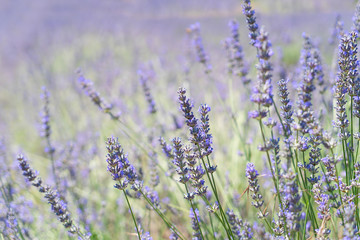 Lavender field at summer