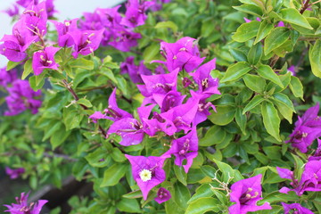 FLOR MORADA