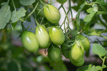 Green Tomatoes in a garden close up
