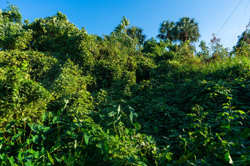 Lush green background with trees, plants, and overgrowth in Columbia, South Carolina