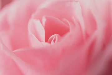 ピンク色のバラのクローズアップ