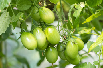 Green Tomatoes in a garden close up