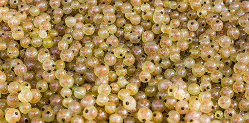 
gooseberry berries scattered, berries background