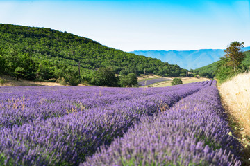Naklejka na ściany i meble Lavender field at summer