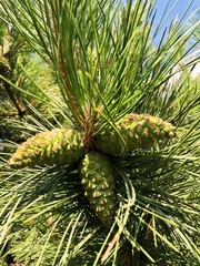 Beautiful pine with green cones in the park