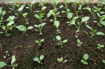 Young green seedlings plants growing the view from the top
