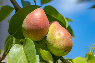 Ripe pears on the branches of a pear tree. In the garden