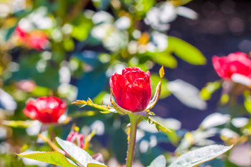 A red rose Bud blooms in the garden. Flowers in a flower bed. Background for graphic works.