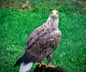 Hawk standing on a tree log