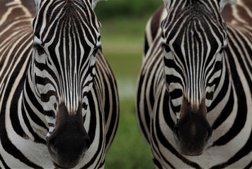 Fototapeta na wymiar Zebra faces side by side