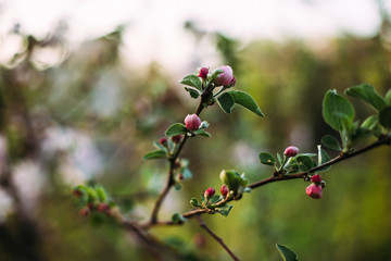 Apricot blossom selective focus blurry background