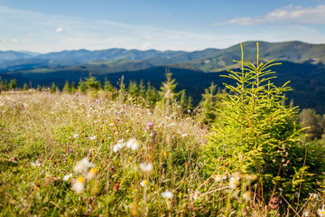 Carpathian mountains view. Summer ukrainian landscape. Fir tree grows on hill with flowers. Wild nature