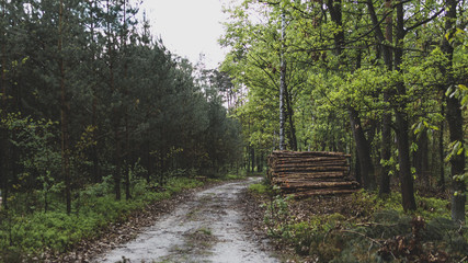 Droga leśna i bale ściętego drewna  © spacer.z.aparatem 
