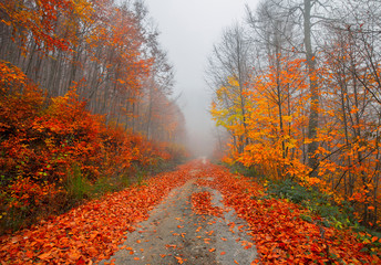 It's autumn time. Colorful leaves on tree branches. Yedigoller. Bolu.