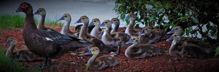 Family of ducks by the water