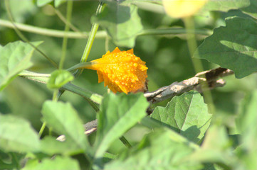 Fleur orange fermée en train de prendre forme tout doucement