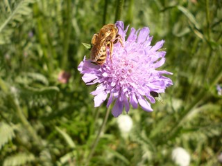 rosa Blüte mit Bienenbesuch