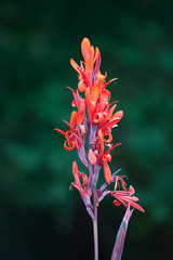 flowers in the outdoors garden 