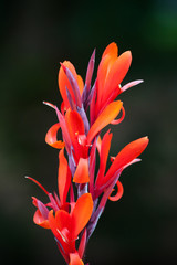 Red Canna Lily in the garden