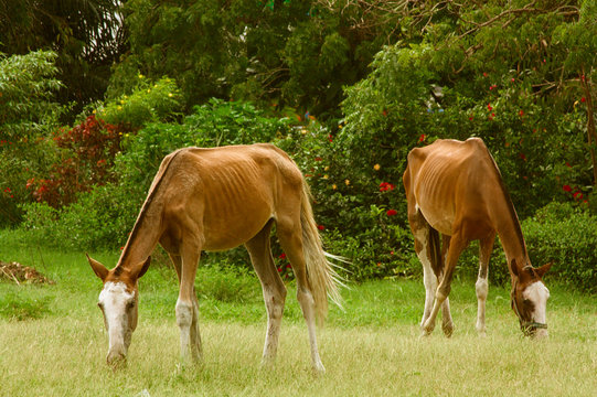Chevaux broutant de l'herbe seche dans le centre ville de Lom&eacute; au Togo