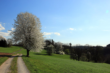 Blühender Birnbaum im Frühling