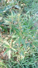 close up of green grass