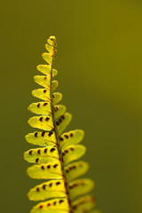 Macro and selective focus Abstract  image of a single fern leaf with blur background