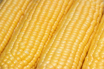 Grains of ripe corn close up