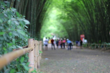 Bamboo tunnel corridor. Many tourists inside. Background. Brown bamboo fence.