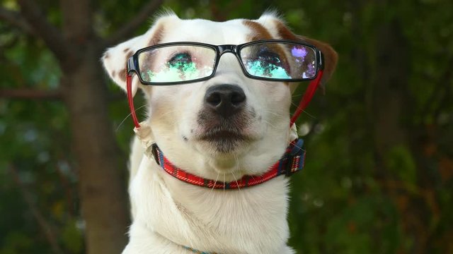 Little dog in fashionable glasses