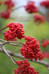 Bright red elderberry brush close up on blurred green background. Beautiful summer nature landscape. Bright red berries.