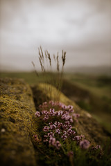 Green moss and miniature flowers concept. Natural background at a rainy day in the mountains