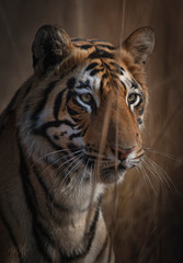 Royal Bengal Tiger Portrait