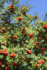 rowan