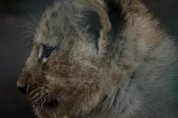 African Lion is the second largest cat & the most famous creature, a symbol of Bravery. A muscular, deep-chested cat with a short, rounded head, a reduced neck & round ears & a prominent mane. © Shahzaib