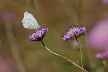 Borboleta branca num dia de primavera
