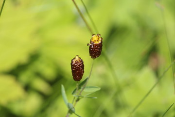 Yellow-brown inflorescences of a rare plant Trifolium spadiceum on a sunny meadow on a summer day on a blurred green background. 
