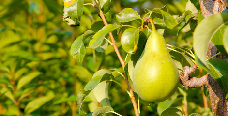 Green pear on tree. Pear Concorde.