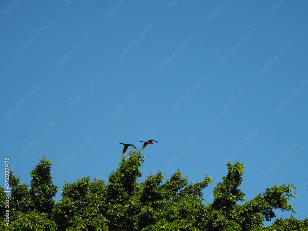 Poster beautiful scenery of birds flying over green trees under a clear blue sky