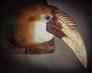Blyth hornbill 