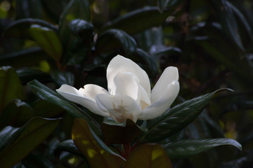 Magnolia tree blooming outdoors